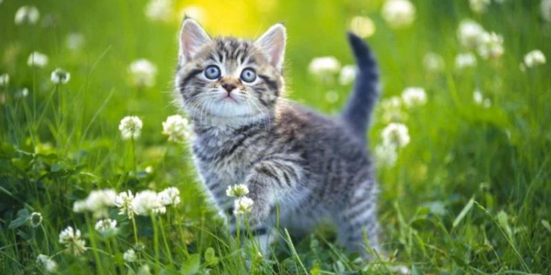 Chi tiết về các trường hợp mộng thấy mèo đến anh em