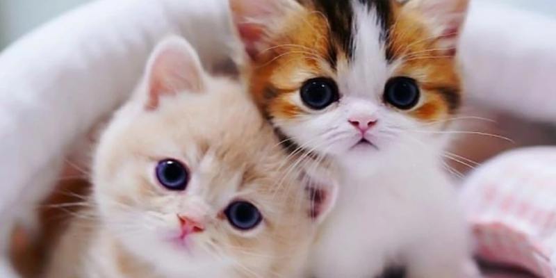 Khái quát chung về điềm báo của giấc mơ thấy mèo