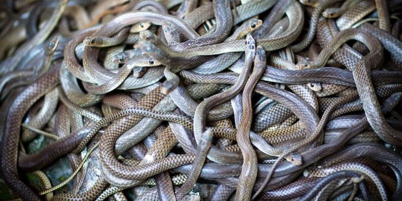 Mơ thấy nhiều rắn đánh con gì? Mơ thấy rắn từ trên trời rơi xuống