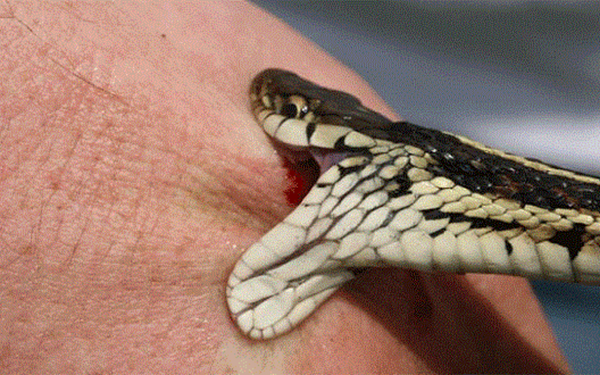 Mơ thấy rắn cắn đánh con gì? Thấy rắn cắn gót chân trong mơ