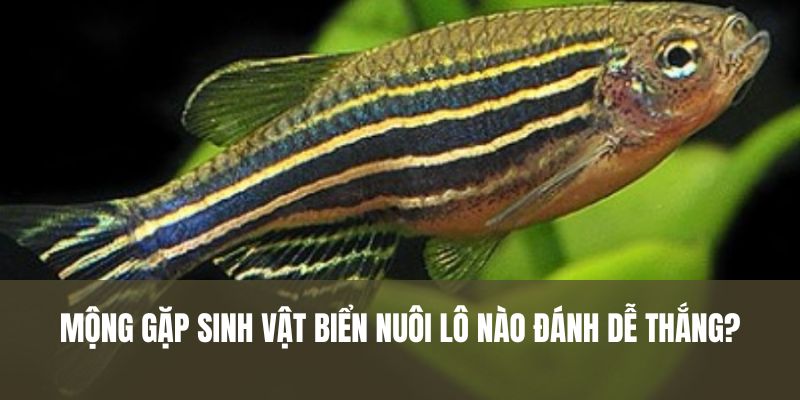 Mộng gặp sinh vật biển nuôi lô nào đánh dễ thắng?