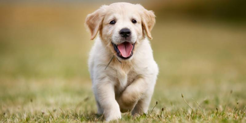 Một vài trường hợp liên quan đến giấc mơ thấy chó chi tiết nhất