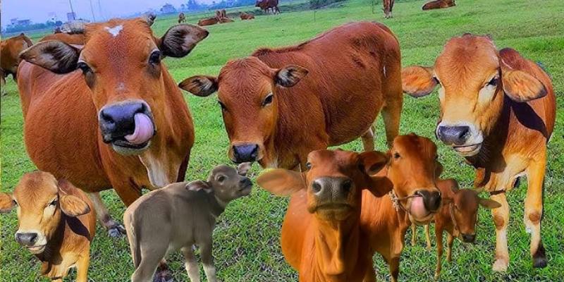 Thông điệp khi mơ thấy con bò đẻ con