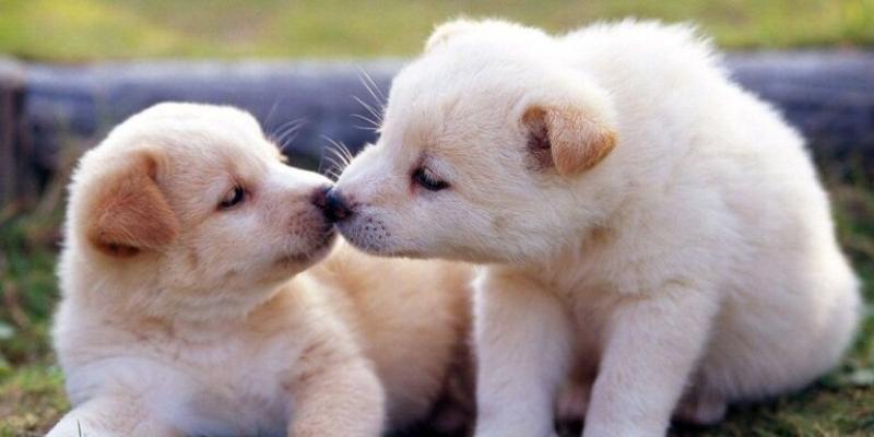 Tìm hiểu về điềm báo của giấc mơ thấy chó là tốt hay xấu