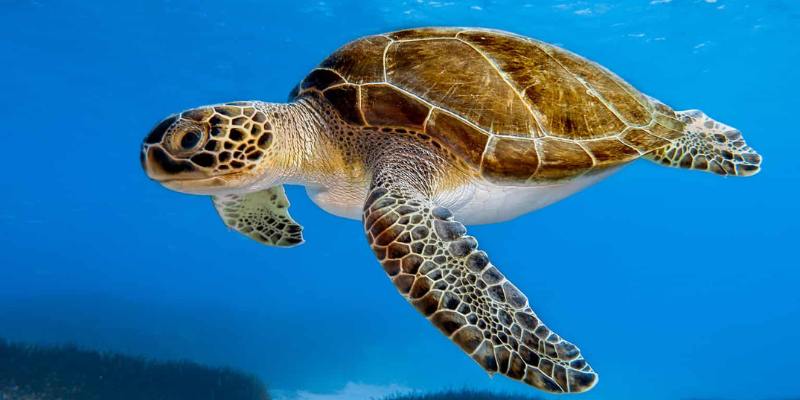 Ý nghĩa và nguyên nhân xuất hiện chiêm bao thấy rùa