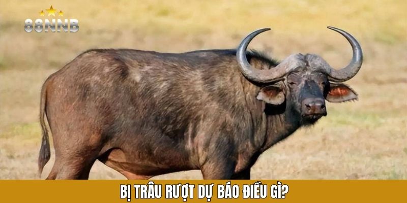Bị trâu rượt dự báo điều gì?