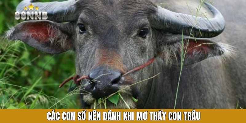 Các con số nên đánh khi mơ thấy con trâu