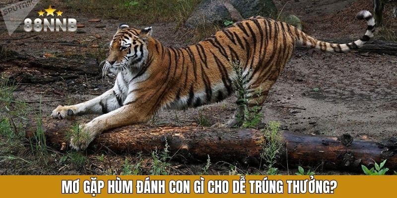 Mơ gặp hùm đánh con gì cho dễ trúng thưởng?