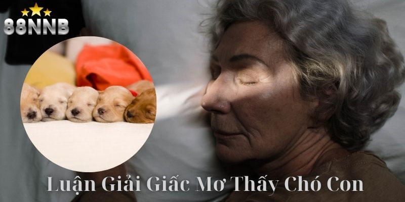 Luận giải chi tiết từng tình huống mơ thấy chó con