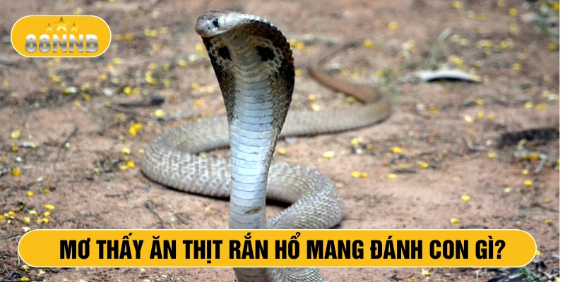 Mơ thấy ăn thịt rắn hổ mang đánh con gì?