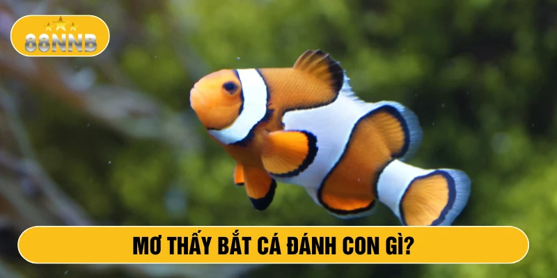 Mơ thấy bắt cá đánh con gì?