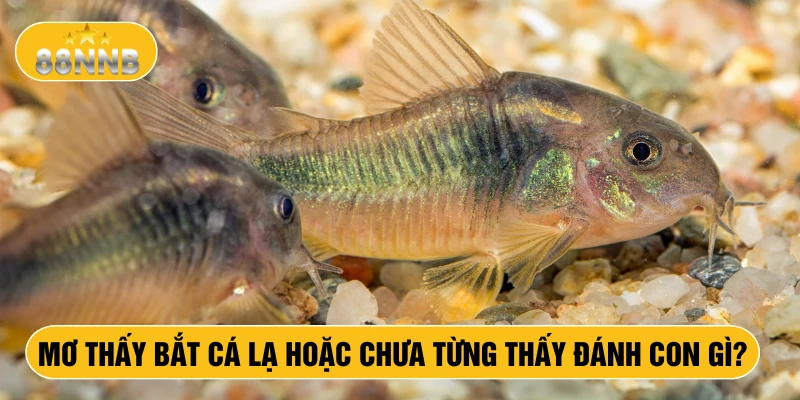 Mơ thấy bắt cá lạ hoặc chưa từng thấy đánh con gì?