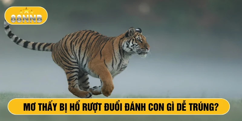 Mơ thấy bị hổ rượt đuổi đánh con gì dễ trúng?