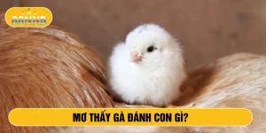 Mơ thấy gà đánh con gì?