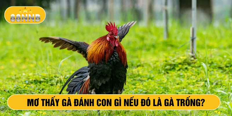 Mơ thấy gà đánh con gì nếu đó là gà trống?