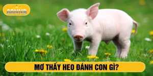 Mơ thấy heo đánh con gì?