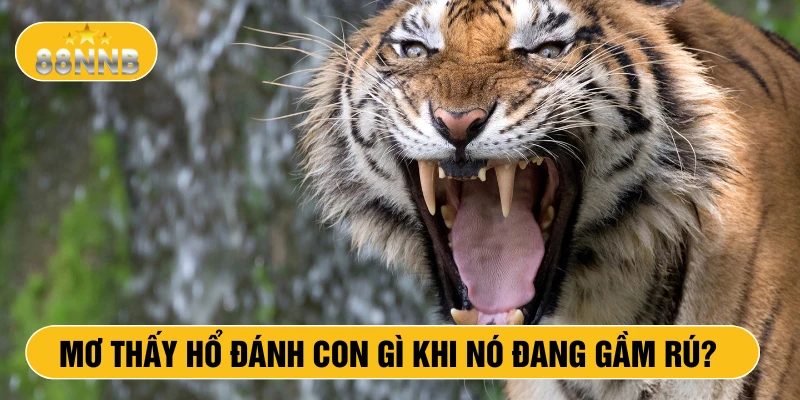 Mơ thấy hổ đánh con gì khi nó đang gầm rú?