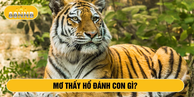 Mơ thấy hổ đánh con gì?