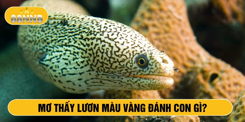 Mơ thấy lươn màu vàng đánh con gì?