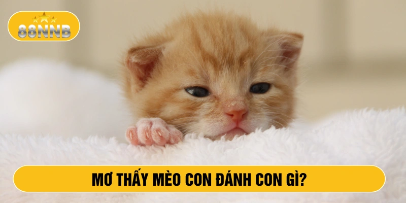Mơ thấy mèo con đánh con gì?
