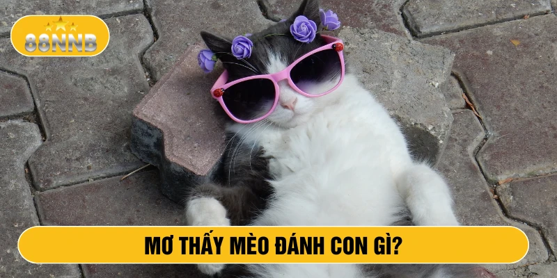 Mơ thấy mèo đánh con gì?
