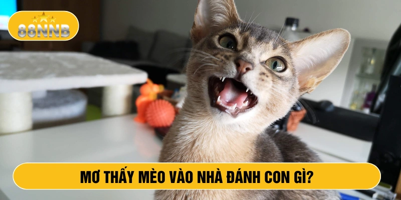 Mơ thấy mèo vào nhà đánh con gì?