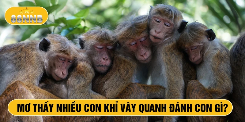 Mơ thấy nhiều con khỉ vây quanh đánh con gì?