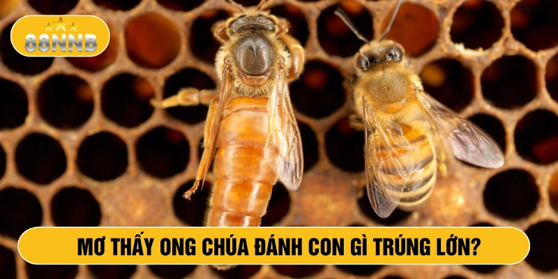 Mơ thấy ong chúa đánh con gì trúng lớn?