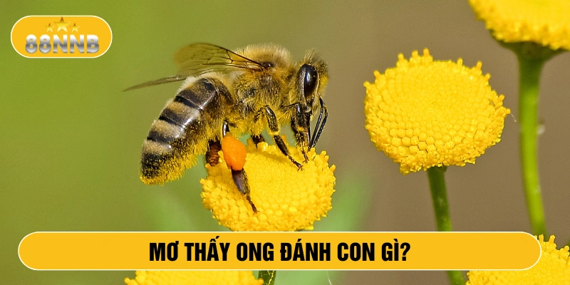 Mơ thấy ong đánh con gì?