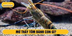 Mơ thấy tôm đánh con gì