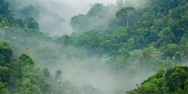 Sương mù dày đặc xuất hiện trong giấc mơ của bạn