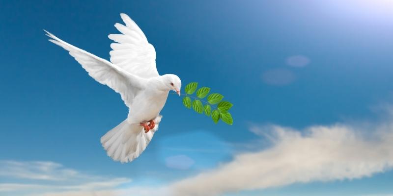 Bồ câu trắng bay vào nhà mang điềm lành