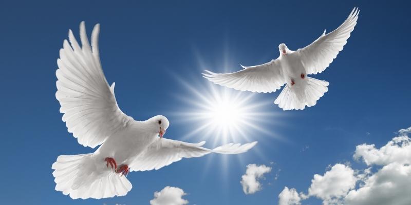 Bồ câu đậu cửa sổ trong mơ mang đến tin vui