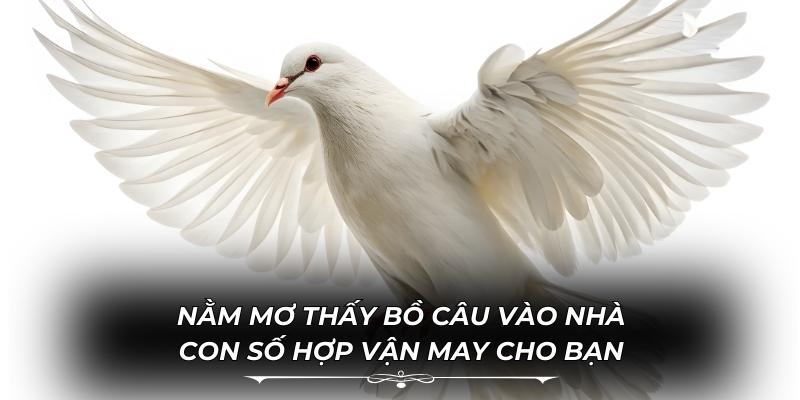 Nằm Mơ Thấy Bồ Câu Vào Nhà