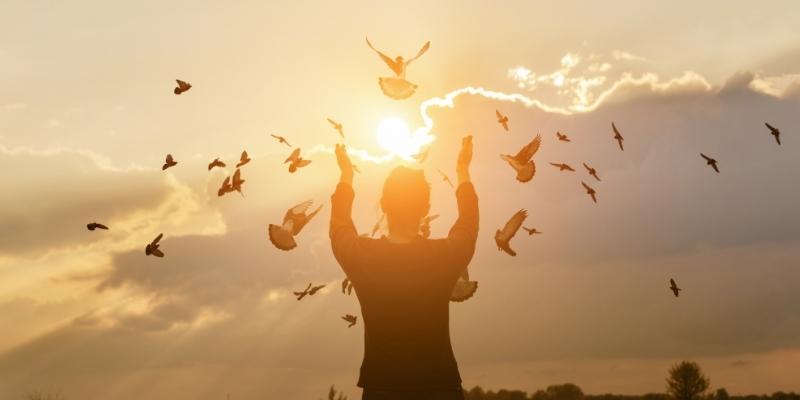 Bồ câu bị thương mang điềm báo cần cẩn trọng